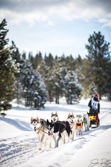 dog sled team, dog, idaho, snow, snowy, trails near me, snowy trail, 