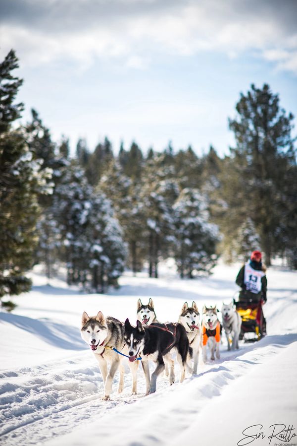 dog sled team, trails near me, snow, idaho