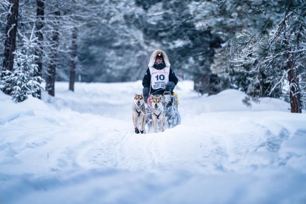 dog sled team, trails near me, snow, idaho