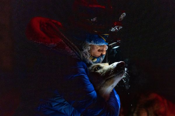 dog sled team, trails near me, snow, idaho, dogs, cute