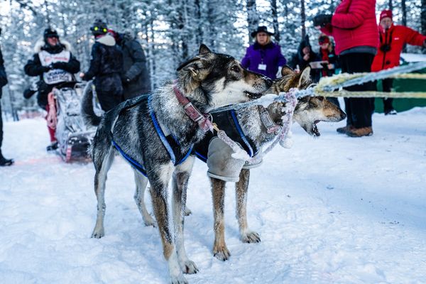dog sled team, trails near me, snow, idaho, dogs, cute
