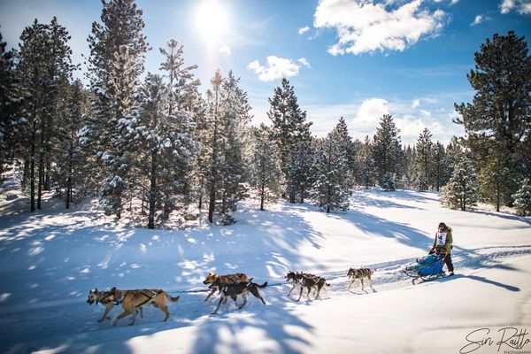 dog sled team, trails near me, snow, idaho, dogs, cute