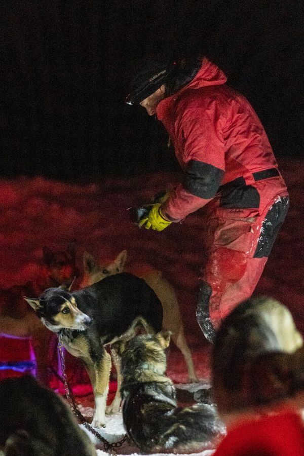 dog sled team, trails near me, snow, idaho, dogs, cute