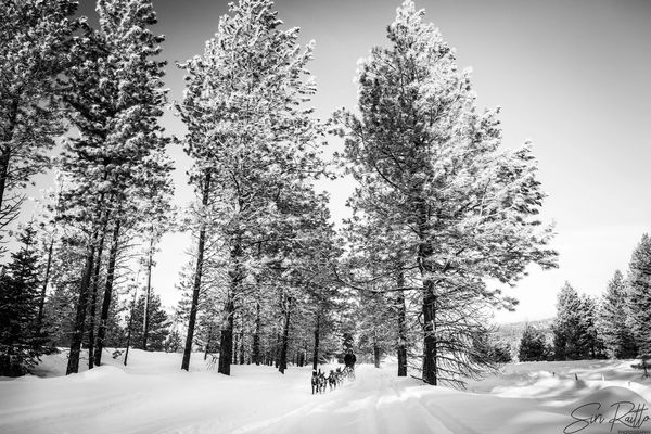 dog sled team, trails near me, snow, idaho, dogs, cute