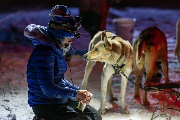 dog sled team, trails near me, snow, idaho