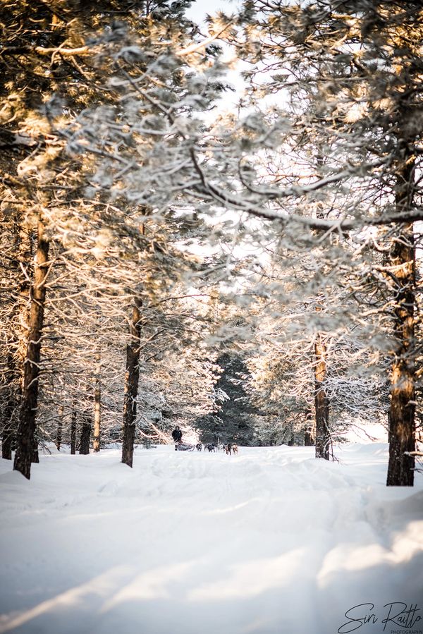 dog sled team, trails near me, snow, idaho, dogs, cute