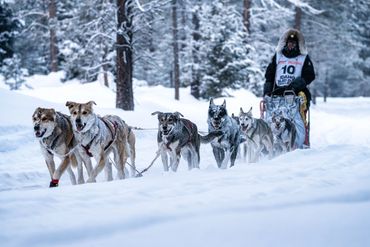 dog sled team, dog, idaho, snow, snowy, trails near me, snowy trail, 