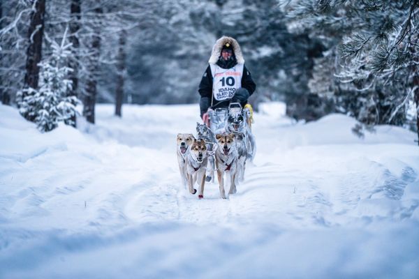 dog sled team, trails near me, snow, idaho
