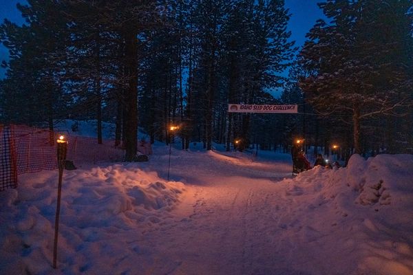 dog sled team, trails near me, snow, idaho, dogs, cute