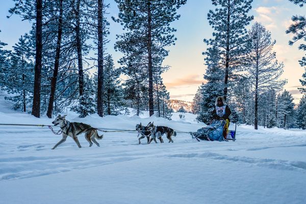 dog sled team, trails near me, snow, idaho, dogs, cute