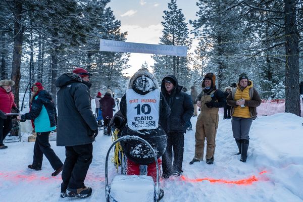 dog sled team, trails near me, snow, idaho, dogs, cute