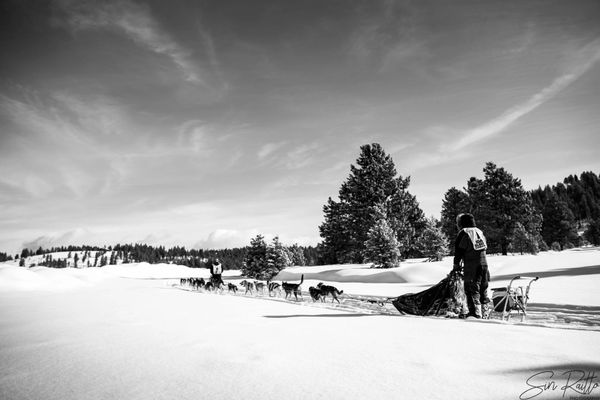 dog sled team, trails near me, snow, idaho