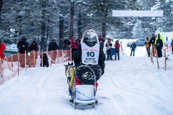 dog sled team, trails near me, snow, idaho