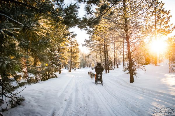 dog sled team, trails near me, snow, idaho, dogs, cute