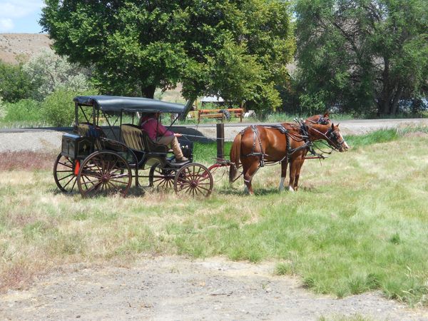Horses, wagons, wagon train, trails near me, idaho, horseback riding