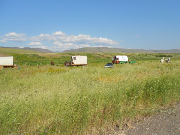 Horses, wagons, wagon train, trails near me, idaho, horseback riding
