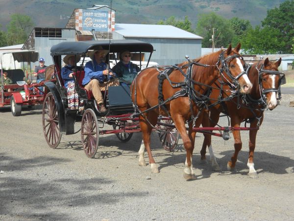 Horses, wagons, wagon train, trails near me, idaho, horseback riding