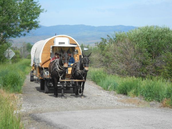 Horses, wagons, wagon train, trails near me, idaho, horseback riding