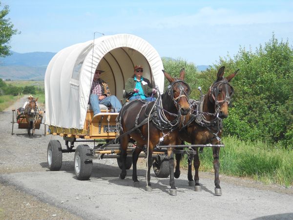 Horses, wagons, wagon train, trails near me, idaho