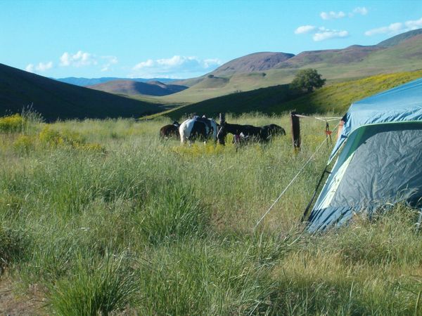 Horses, wagons, wagon train, trails near me, idaho, horseback riding, tent, camp