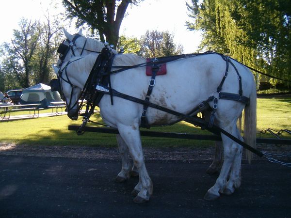 Horses, wagons, wagon train, trails near me, idaho, horseback riding