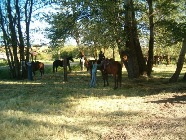 Horses, wagons, wagon train, trails near me, idaho, horseback riding