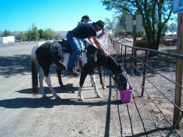 Horses, wagons, wagon train, trails near me, idaho, horseback riding