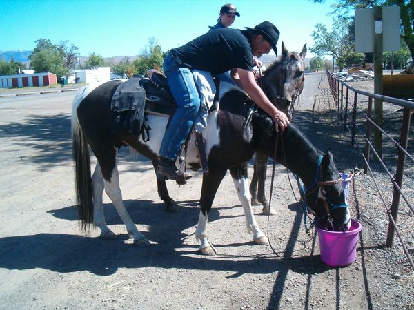 Horses, wagons, wagon train, trails near me, idaho, horseback riding