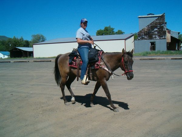 Horses, wagons, wagon train, trails near me, idaho, horseback riding
