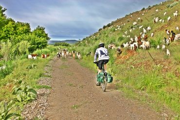 biking along trail with livestock, hiking trail, mountain bike cycle, Idaho recreation