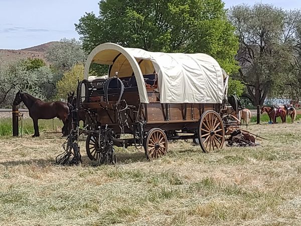 Horses, wagons, wagon train, trails near me, idaho, horseback riding