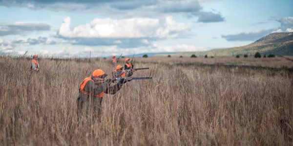 Wingshooting Pheasants Partridge Pheasant hunting
