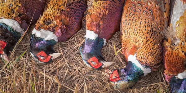 Pheasant hunting Orvis Endorsed Pennsylvania