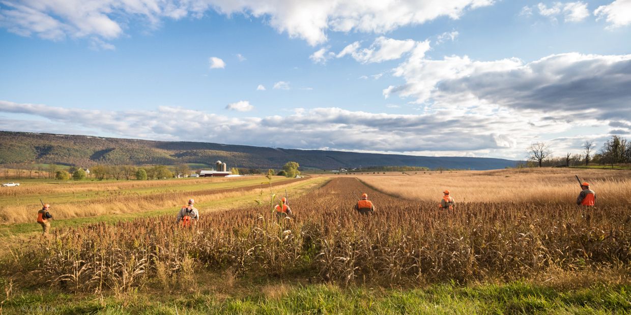 Pheasant hunting Roosters in PA