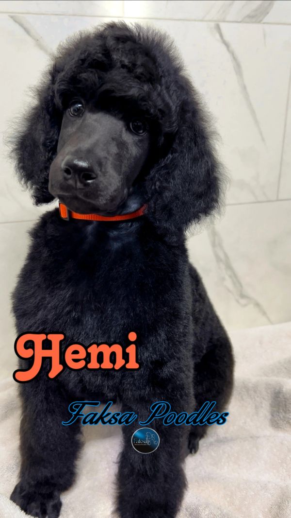 Adorable black poodle puppy named Hemi with a bright orange collar.