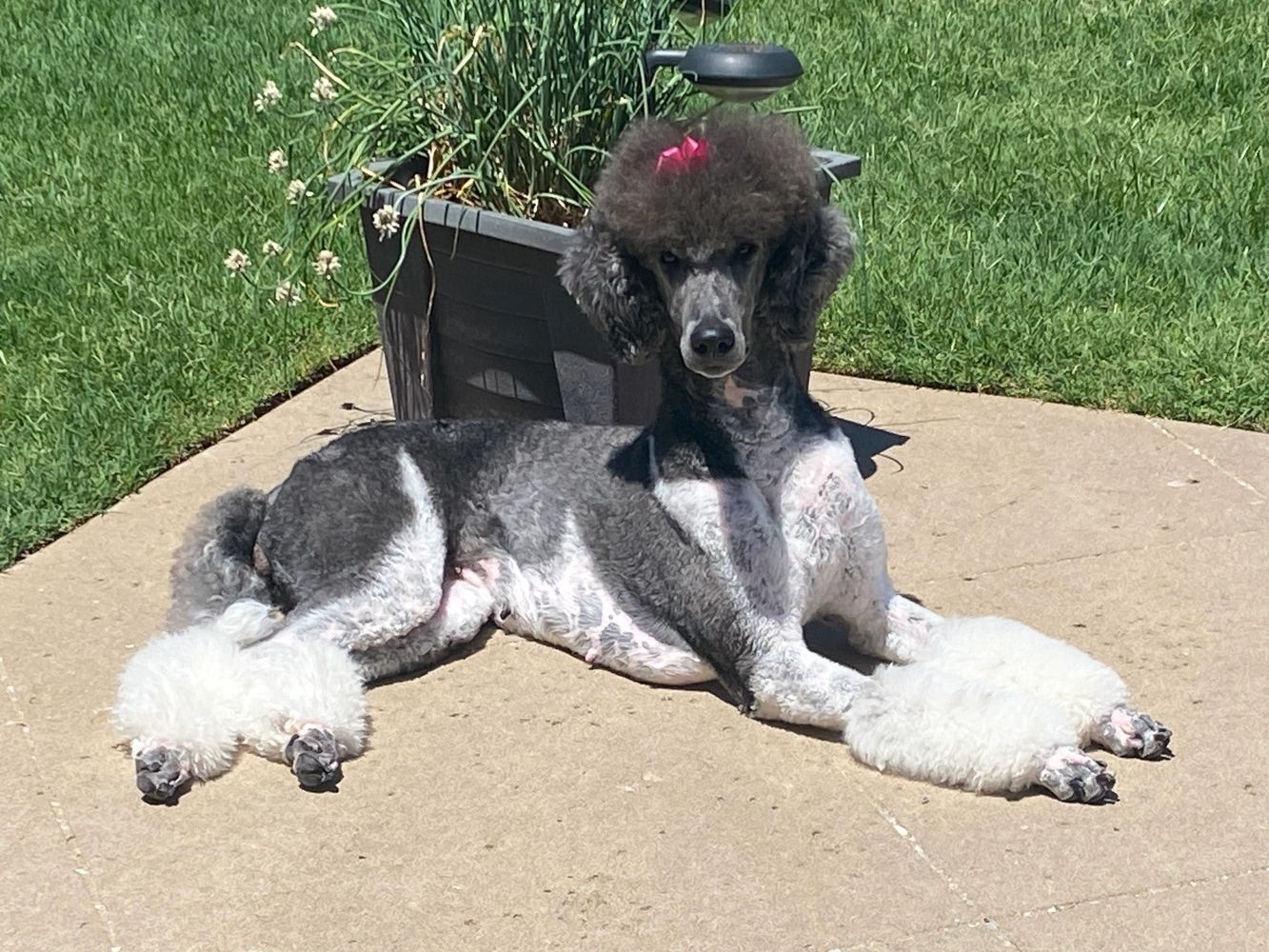 parti poodle standard, toy mini rescue adoption Mustang Oklahoma City puppies
