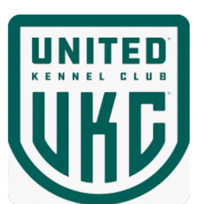 Parti poodle puppies ofa health AKC Ukc Texas Kansas dog breeder ethical rehome show dog