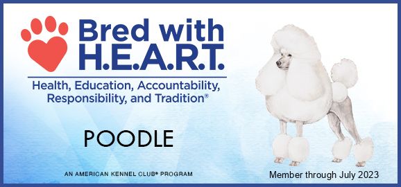 Parti poodle puppies ofa health AKC Ukc Texas Kansas dog breeder ethical rehome show dog