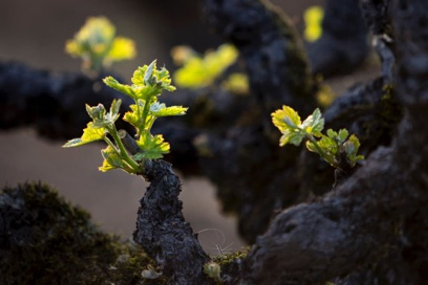 A stage of annual vine development during which small shoots emerge from the vine buds in the spring