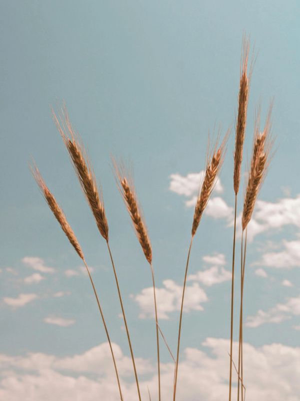 Wheat stalks against a cloudy sky.