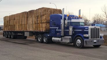 A blue Peterbilt semi-truck hauling a load of hay bales on a flatbed trailer through the countryside