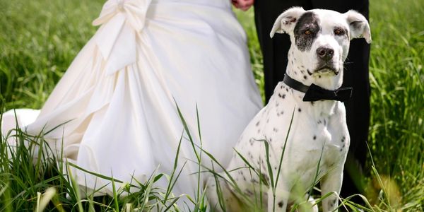 wedding pet attendant in Halifax. Bride & Groom having dog in our wedding. Including dog in wedding,