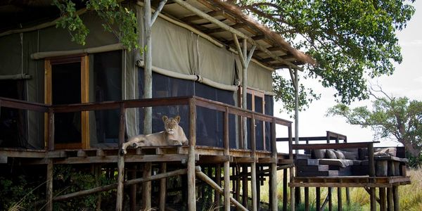 Shumba Camp, Busanga Plains, Kafue National Park, Zambia