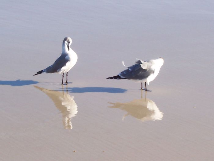 image651