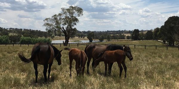 Mares and Foals at Twin Hills Stud
