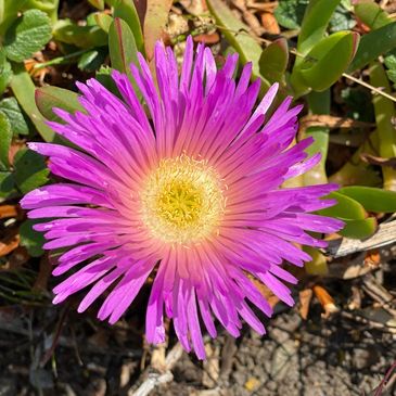 Flower photo by GraceAnn Stewart