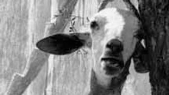 Behind the Restaurant, Mali