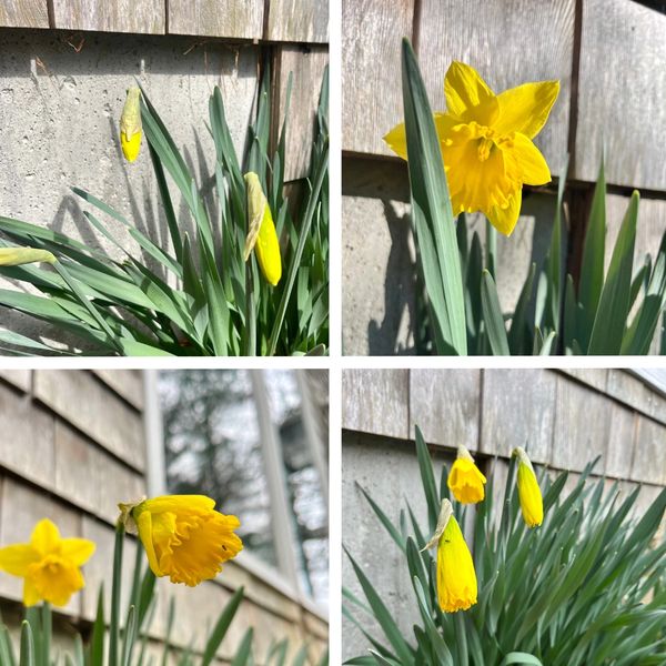 Four photographs of daffodils in varying stages of bloom.