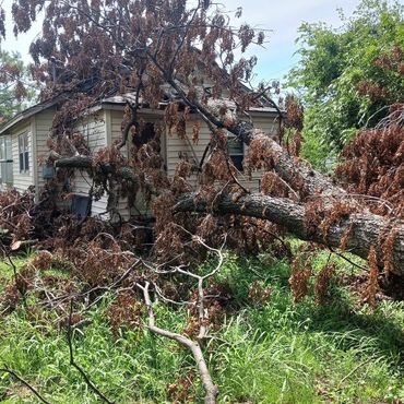 Large fallen tree with dried leaves on a house and grass.