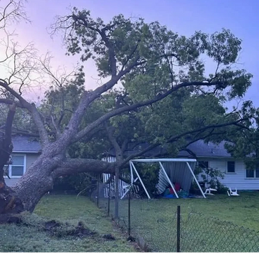 A large tree has fallen onto a yard and damaged a metal shed.